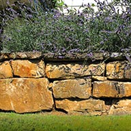 Duftpflanze auf einer Sandsteinmauer