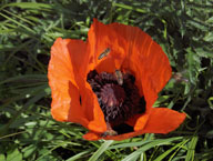 roter Mohn Foto Mohn